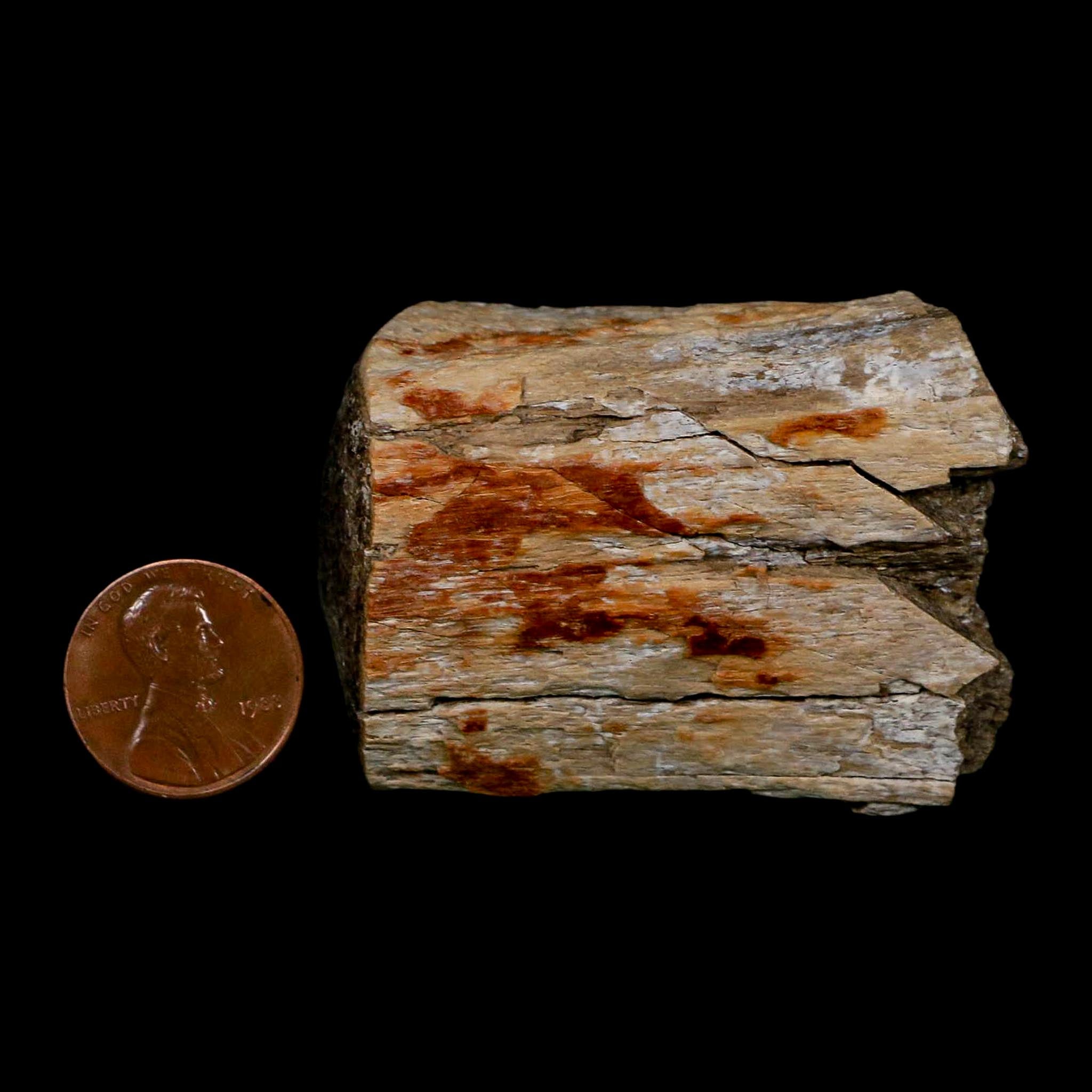 2.5" Hadrosaurus Fossil Limb Bone Polished Aguja FM Texas Dinosaur Cretaceous COA