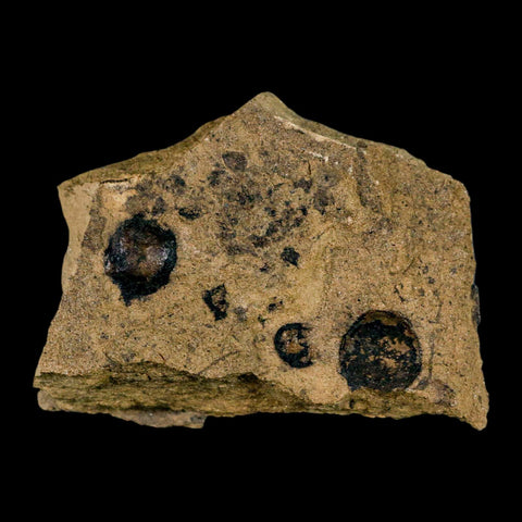2.6" Carpolithus SP Seeds 66-56 Mil Yrs Old Paleocene Raton Formation Colorado - Fossil Age Minerals