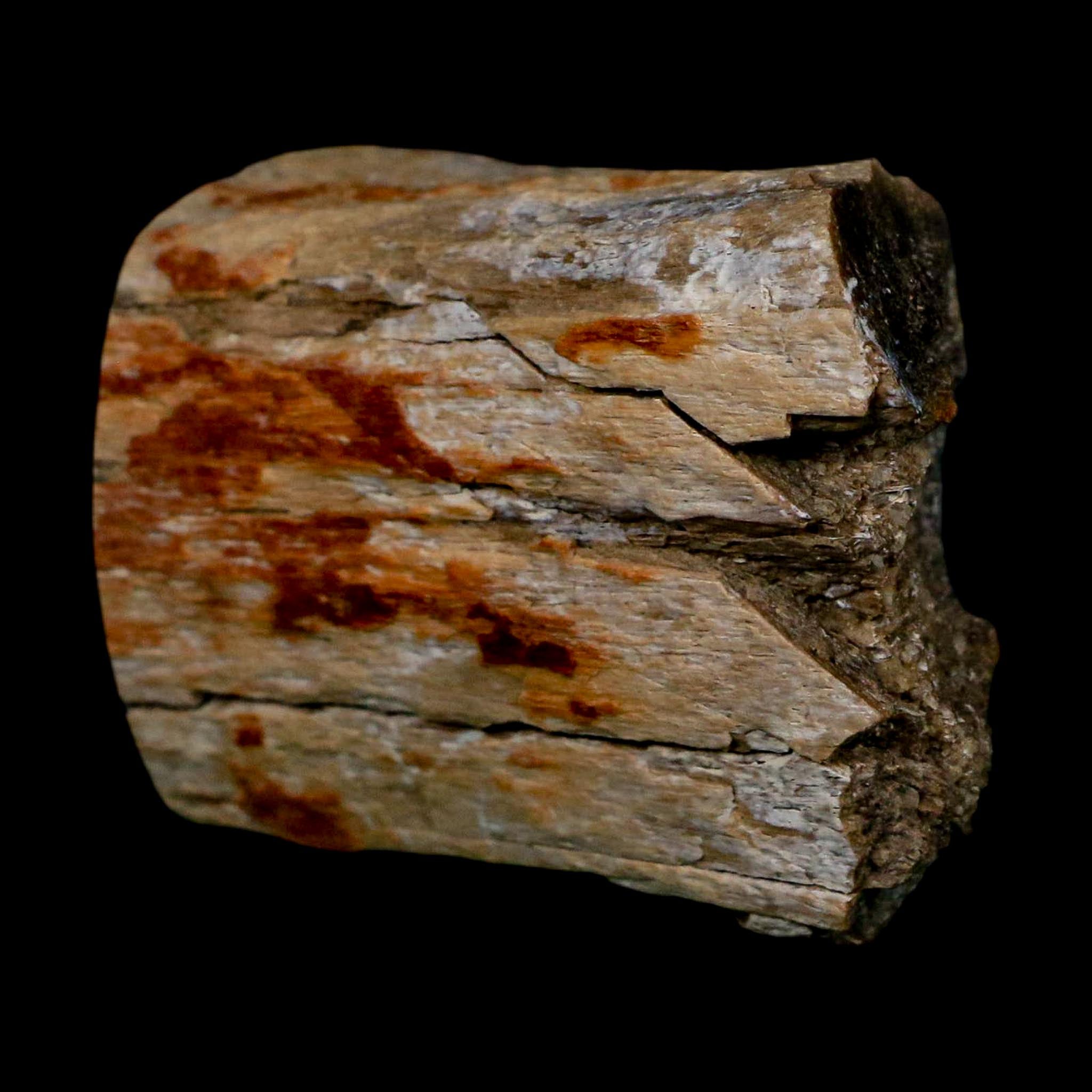 2.5" Hadrosaurus Fossil Limb Bone Polished Aguja FM Texas Dinosaur Cretaceous COA
