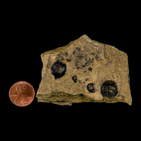 2.6" Carpolithus SP Seeds 66-56 Mil Yrs Old Paleocene Raton Formation Colorado - Fossil Age Minerals