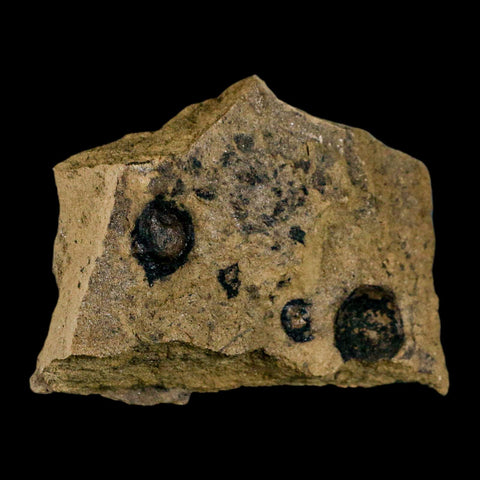 2.6" Carpolithus SP Seeds 66-56 Mil Yrs Old Paleocene Raton Formation Colorado - Fossil Age Minerals