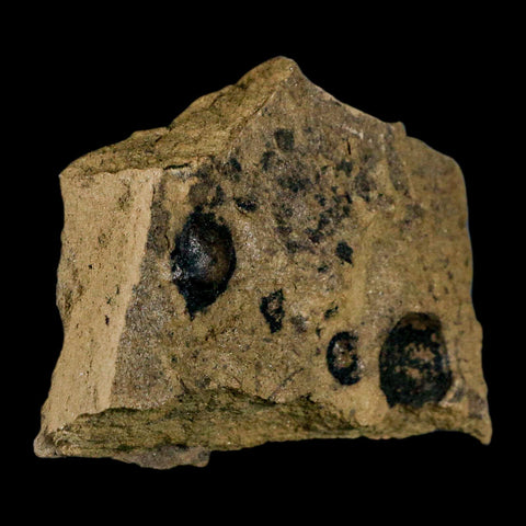 2.6" Carpolithus SP Seeds 66-56 Mil Yrs Old Paleocene Raton Formation Colorado - Fossil Age Minerals