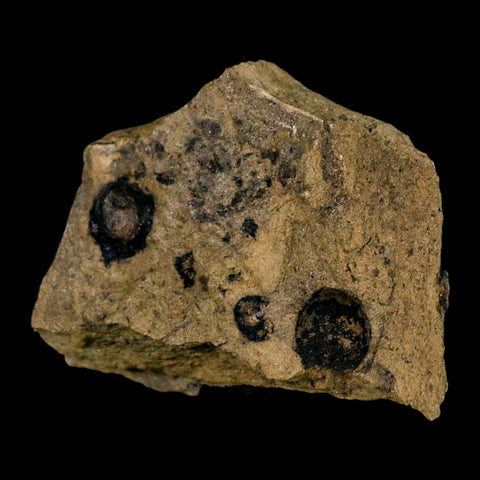 2.6" Carpolithus SP Seeds 66-56 Mil Yrs Old Paleocene Raton Formation Colorado - Fossil Age Minerals