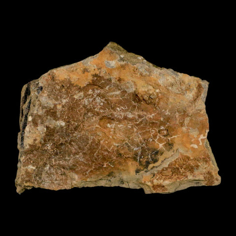 2.6" Carpolithus SP Seeds 66-56 Mil Yrs Old Paleocene Raton Formation Colorado - Fossil Age Minerals
