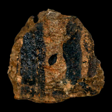 1.6" Carpolithus SP Seeds, And Stems 66-56 Mil Yrs Old Paleocene Raton FM Colorado