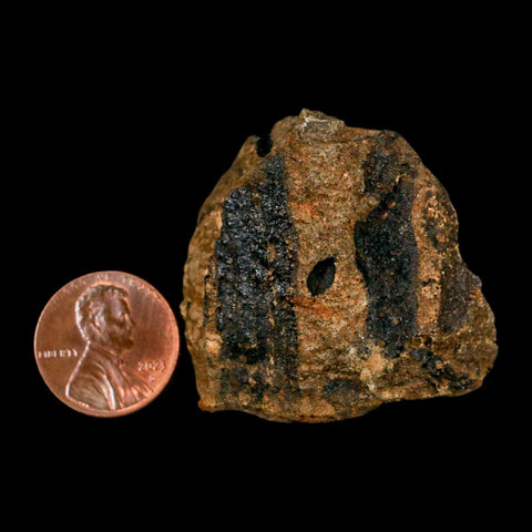 1.6" Carpolithus SP Seeds, And Stems 66-56 Mil Yrs Old Paleocene Raton FM Colorado - Fossil Age Minerals