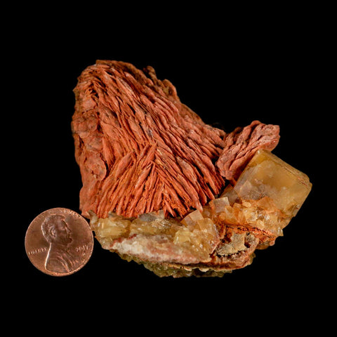 2.7" Yellow Fluorite on Orange Barite Blade Crystals Minerals Taouirirt Morocco - Fossil Age Minerals