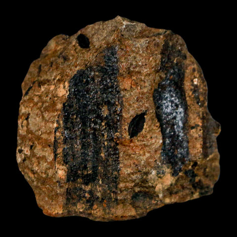 1.6" Carpolithus SP Seeds, And Stems 66-56 Mil Yrs Old Paleocene Raton FM Colorado - Fossil Age Minerals