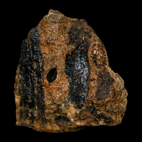 1.6" Carpolithus SP Seeds, And Stems 66-56 Mil Yrs Old Paleocene Raton FM Colorado - Fossil Age Minerals