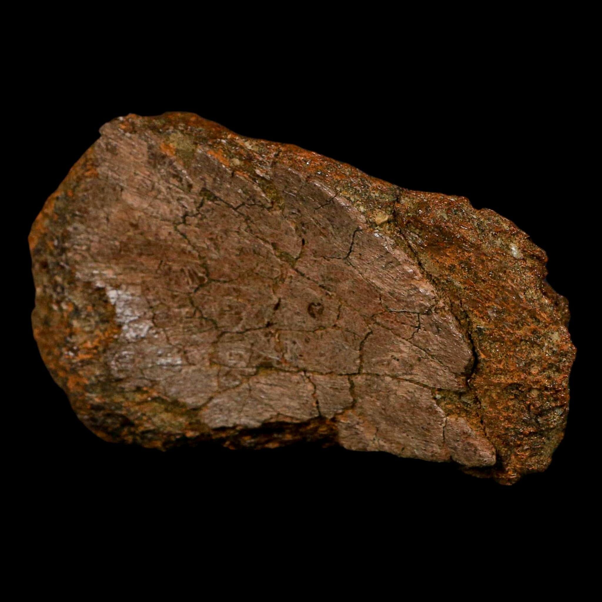3.6" Triceratops Fossil Skull Bone Lance Creek FM Cretaceous Dinosaur WY COA