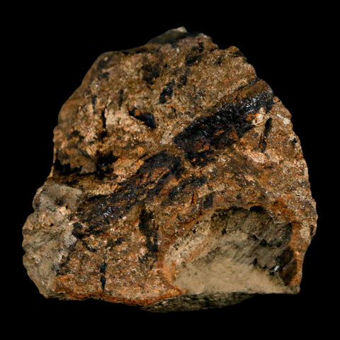 1.6" Carpolithus SP Seeds, And Stems 66-56 Mil Yrs Old Paleocene Raton FM Colorado - Fossil Age Minerals