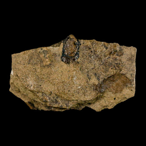 2.1" Carpolithus SP Seed, And Stem 66-56 Mil Yrs Old Paleocene Raton FM Colorado - Fossil Age Minerals