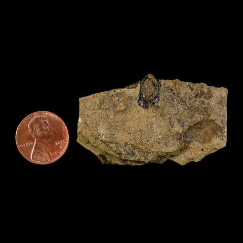 2.1" Carpolithus SP Seed, And Stem 66-56 Mil Yrs Old Paleocene Raton FM Colorado - Fossil Age Minerals