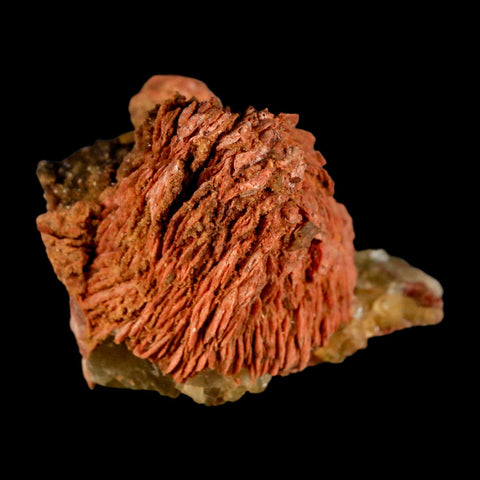 2.7" Yellow Fluorite on Orange Barite Blade Crystals Minerals Taouirirt Morocco - Fossil Age Minerals