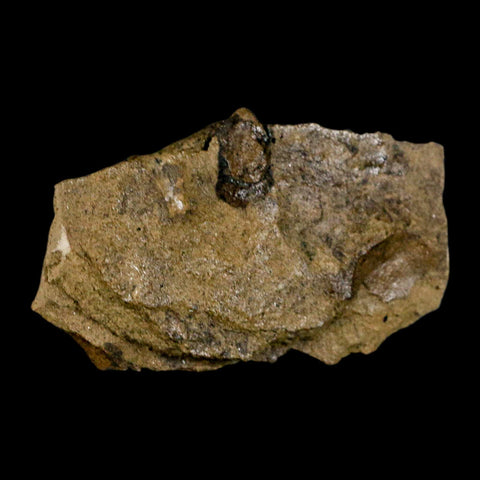 2.1" Carpolithus SP Seed, And Stem 66-56 Mil Yrs Old Paleocene Raton FM Colorado - Fossil Age Minerals