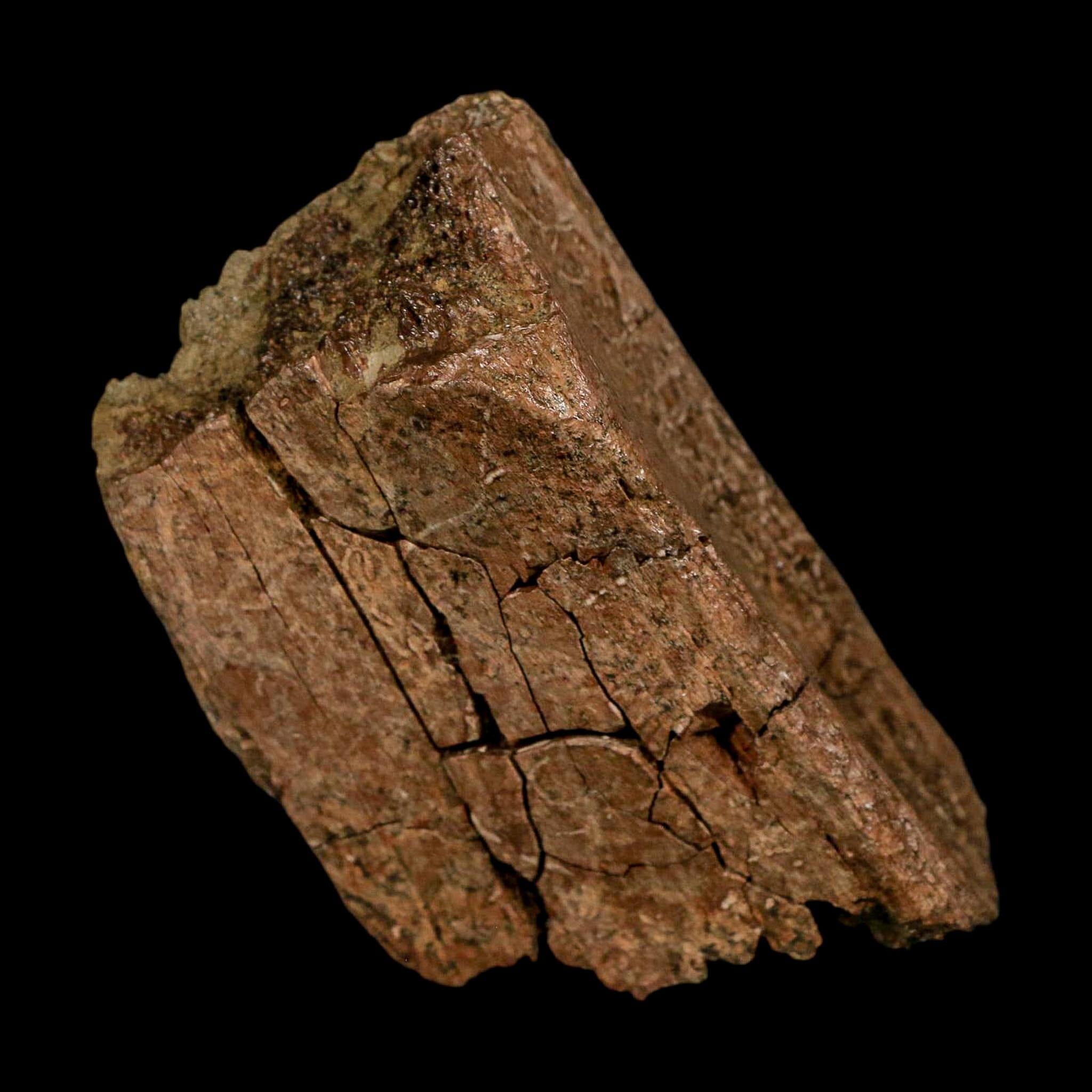 3.3" Hadrosaurus Fossil Rib Bone Lance Creek FM Dinosaur Cretaceous WY COA - Fossil Age Minerals