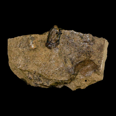 2.1" Carpolithus SP Seed, And Stem 66-56 Mil Yrs Old Paleocene Raton FM Colorado - Fossil Age Minerals