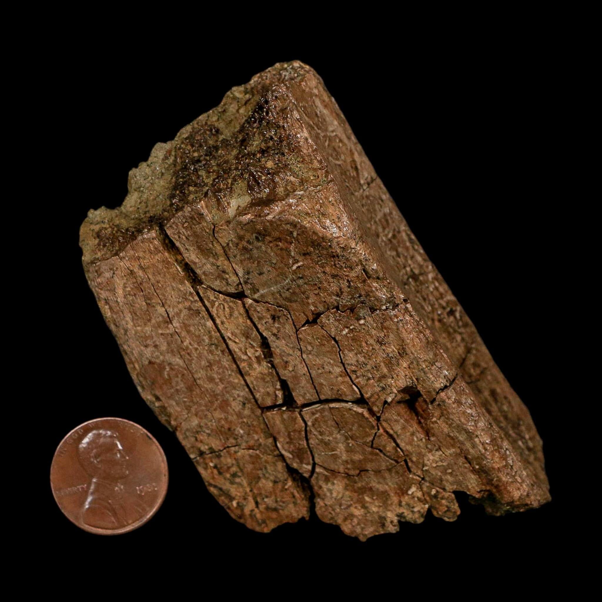 3.3" Hadrosaurus Fossil Rib Bone Lance Creek FM Dinosaur Cretaceous WY COA - Fossil Age Minerals