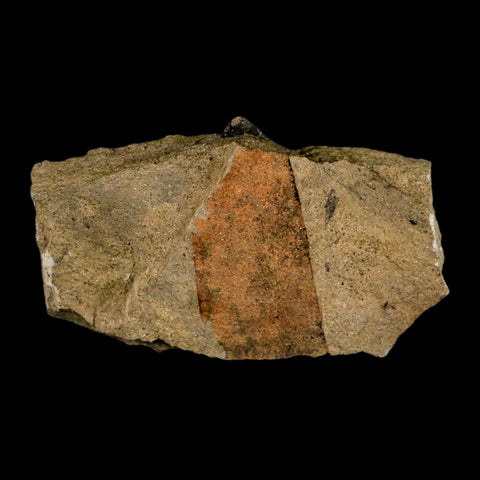 2.1" Carpolithus SP Seed, And Stem 66-56 Mil Yrs Old Paleocene Raton FM Colorado - Fossil Age Minerals