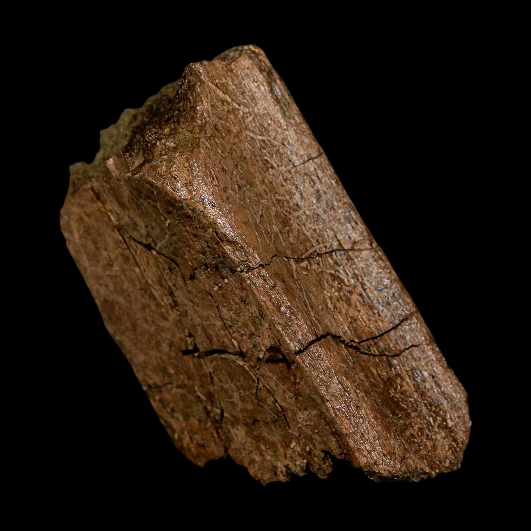 3.3" Hadrosaurus Fossil Rib Bone Lance Creek FM Dinosaur Cretaceous WY COA - Fossil Age Minerals