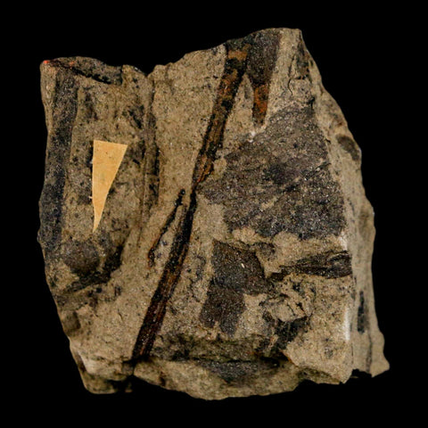 1.5" Carpolithus SP Seed, Leaf And Stems 66-56 Mil Yrs Old Paleocene Raton FM Colorado - Fossil Age Minerals