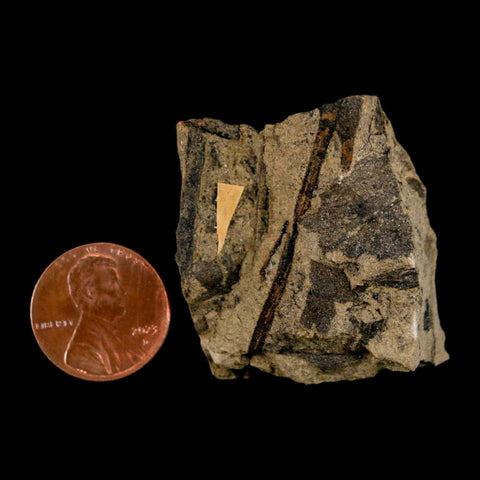 1.5" Carpolithus SP Seed, Leaf And Stems 66-56 Mil Yrs Old Paleocene Raton FM Colorado - Fossil Age Minerals
