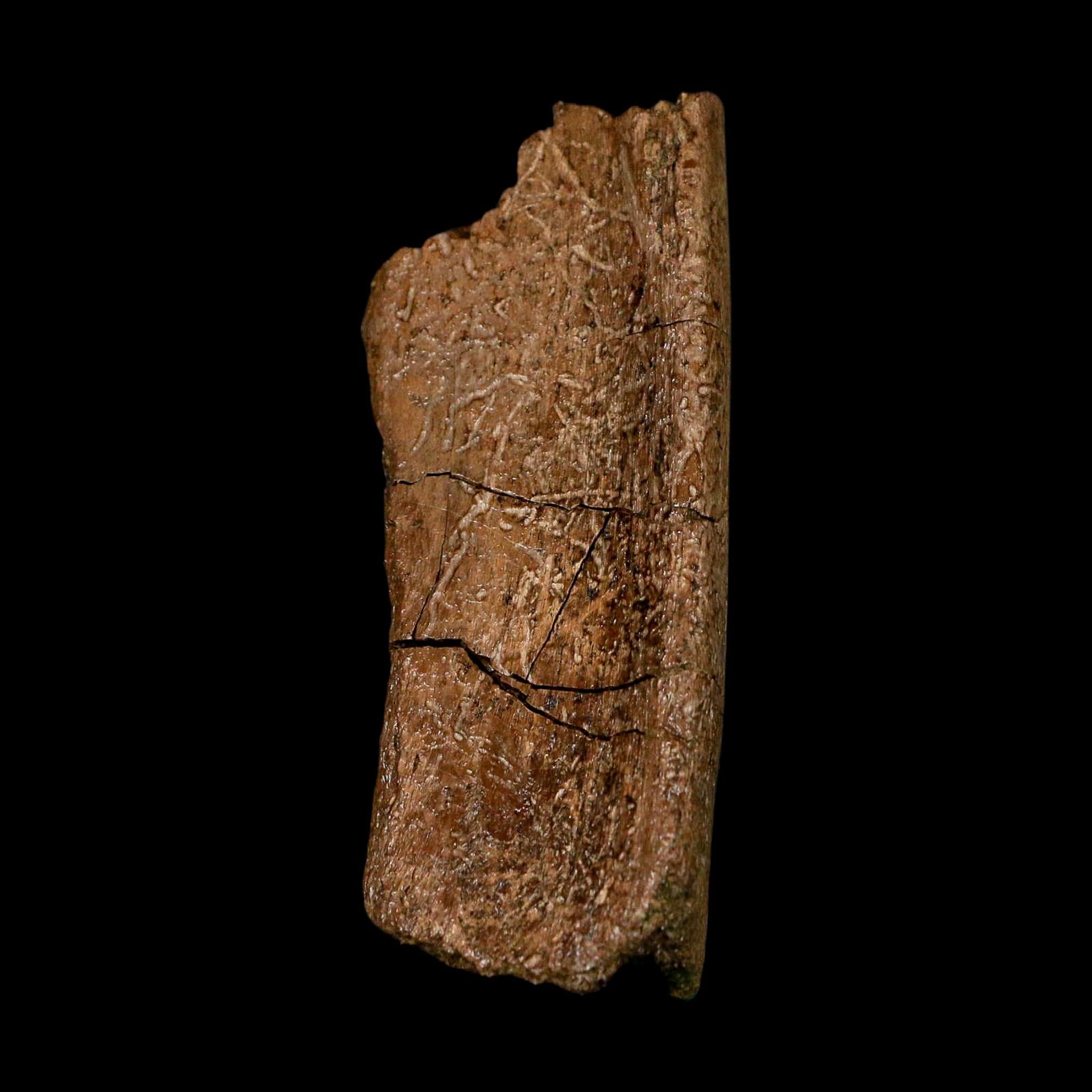 3.3" Hadrosaurus Fossil Rib Bone Lance Creek FM Dinosaur Cretaceous WY COA - Fossil Age Minerals
