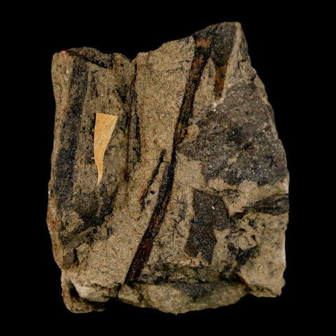 1.5" Carpolithus SP Seed, Leaf And Stems 66-56 Mil Yrs Old Paleocene Raton FM Colorado - Fossil Age Minerals