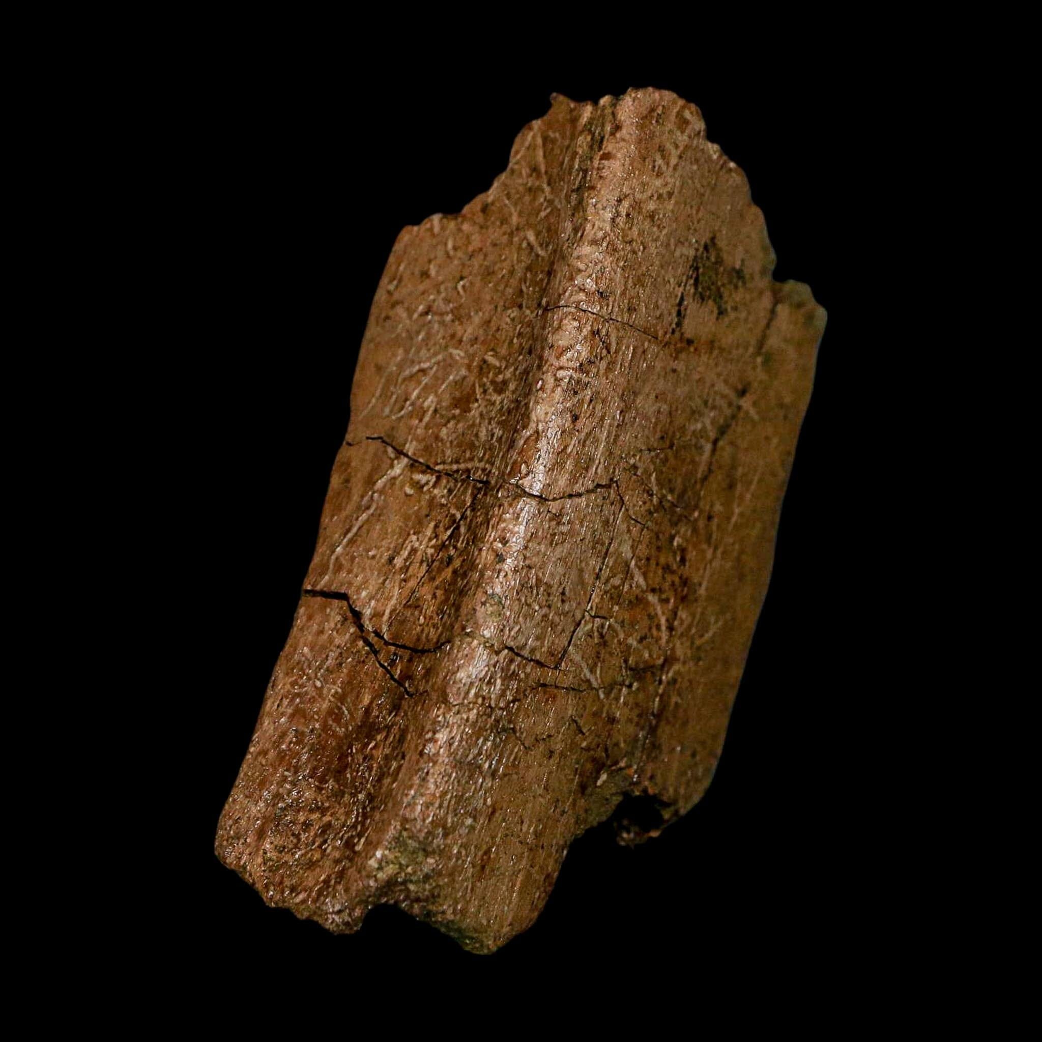 3.3" Hadrosaurus Fossil Rib Bone Lance Creek FM Dinosaur Cretaceous WY COA - Fossil Age Minerals