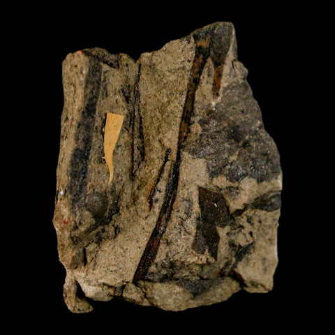 1.5" Carpolithus SP Seed, Leaf And Stems 66-56 Mil Yrs Old Paleocene Raton FM Colorado - Fossil Age Minerals