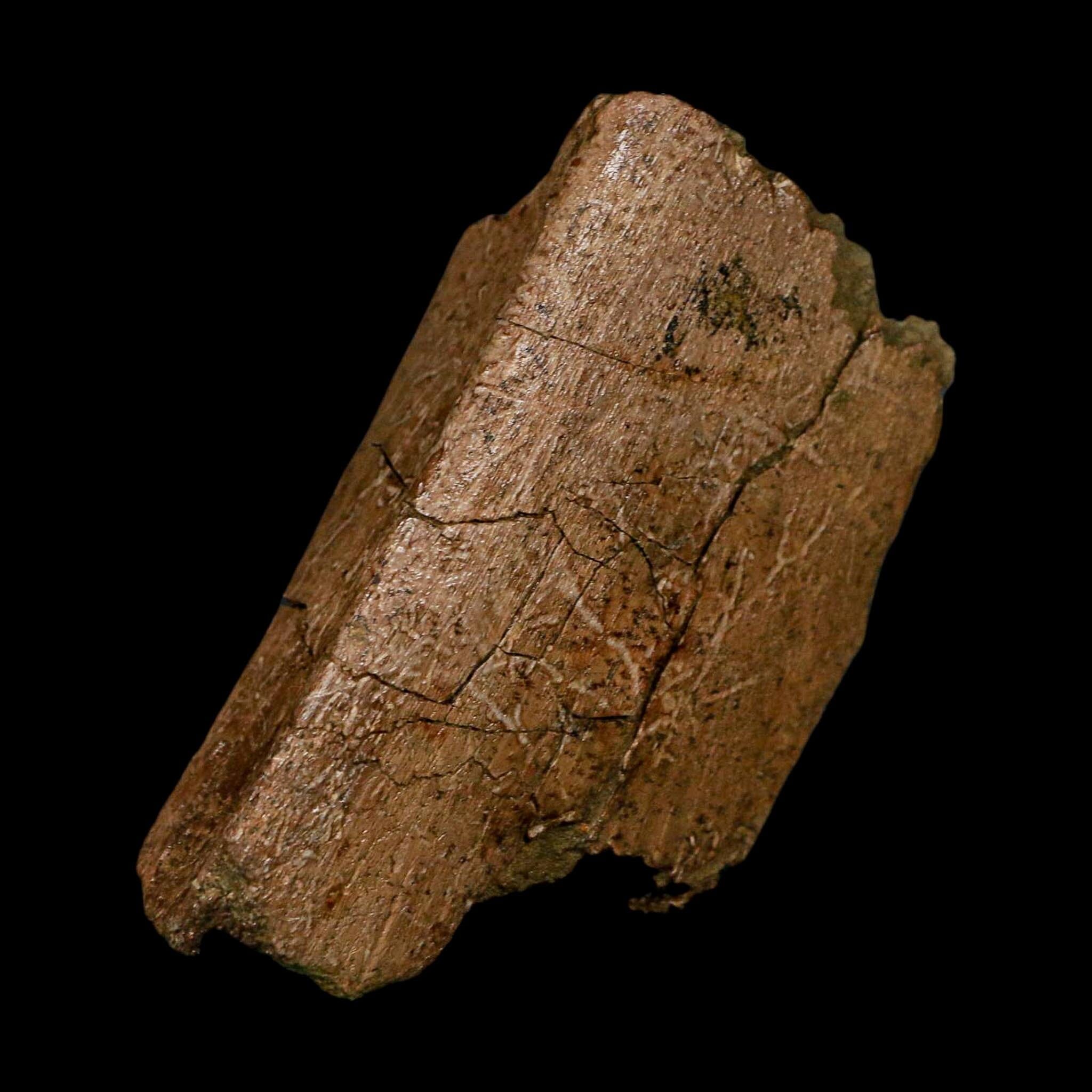 3.3" Hadrosaurus Fossil Rib Bone Lance Creek FM Dinosaur Cretaceous WY COA - Fossil Age Minerals