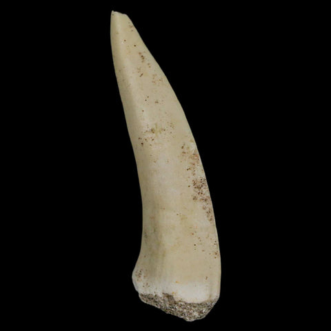 XL 2.2" Saber Toothed Herring Fossil Fang Enchodus Libycus Cretaceous COA Stand - Fossil Age Minerals