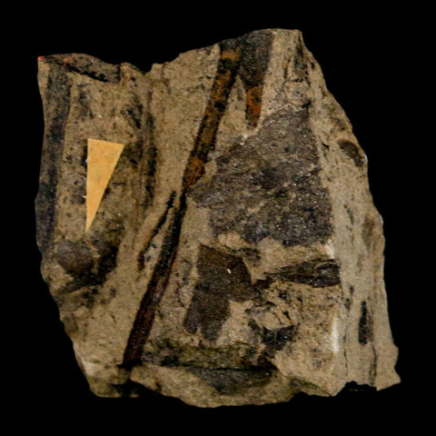 1.5" Carpolithus SP Seed, Leaf And Stems 66-56 Mil Yrs Old Paleocene Raton FM Colorado - Fossil Age Minerals