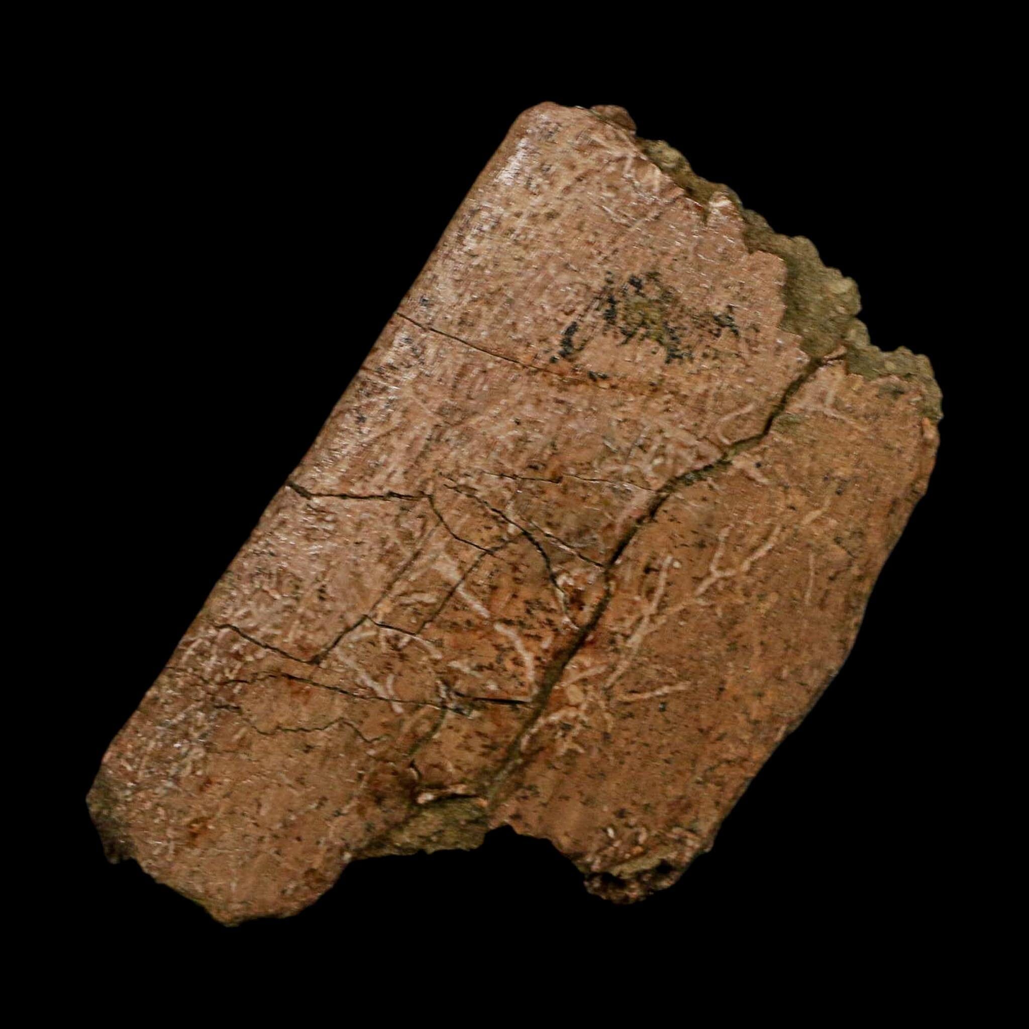 3.3" Hadrosaurus Fossil Rib Bone Lance Creek FM Dinosaur Cretaceous WY COA - Fossil Age Minerals