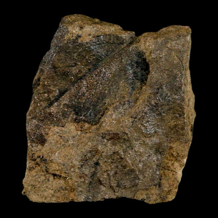 1.5" Carpolithus SP Seed, Leaf And Stems 66-56 Mil Yrs Old Paleocene Raton FM Colorado