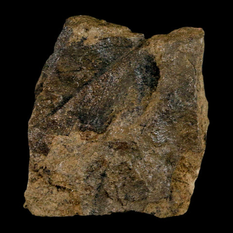 1.5" Carpolithus SP Seed, Leaf And Stems 66-56 Mil Yrs Old Paleocene Raton FM Colorado - Fossil Age Minerals