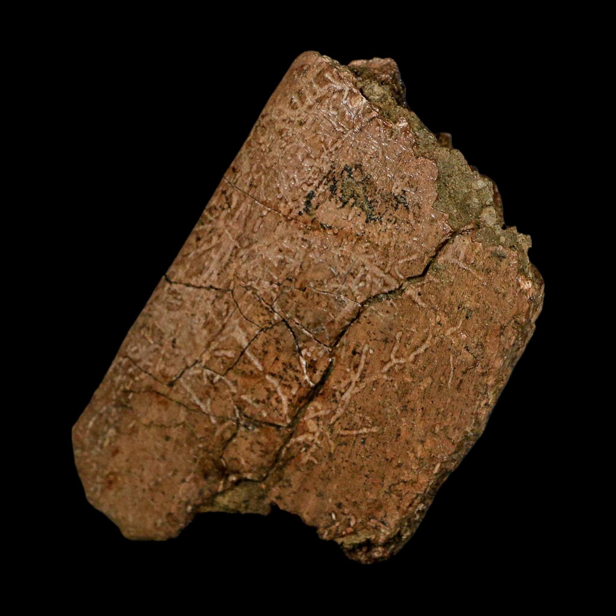 3.3" Hadrosaurus Fossil Rib Bone Lance Creek FM Dinosaur Cretaceous WY COA - Fossil Age Minerals