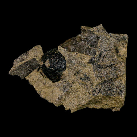 2.5" Carpolithus SP Seed, Leaf And Stems 66-56 Mil Yrs Old Paleocene Raton FM Colorado - Fossil Age Minerals