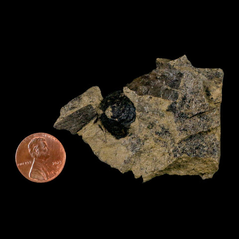 2.5" Carpolithus SP Seed, Leaf And Stems 66-56 Mil Yrs Old Paleocene Raton FM Colorado - Fossil Age Minerals