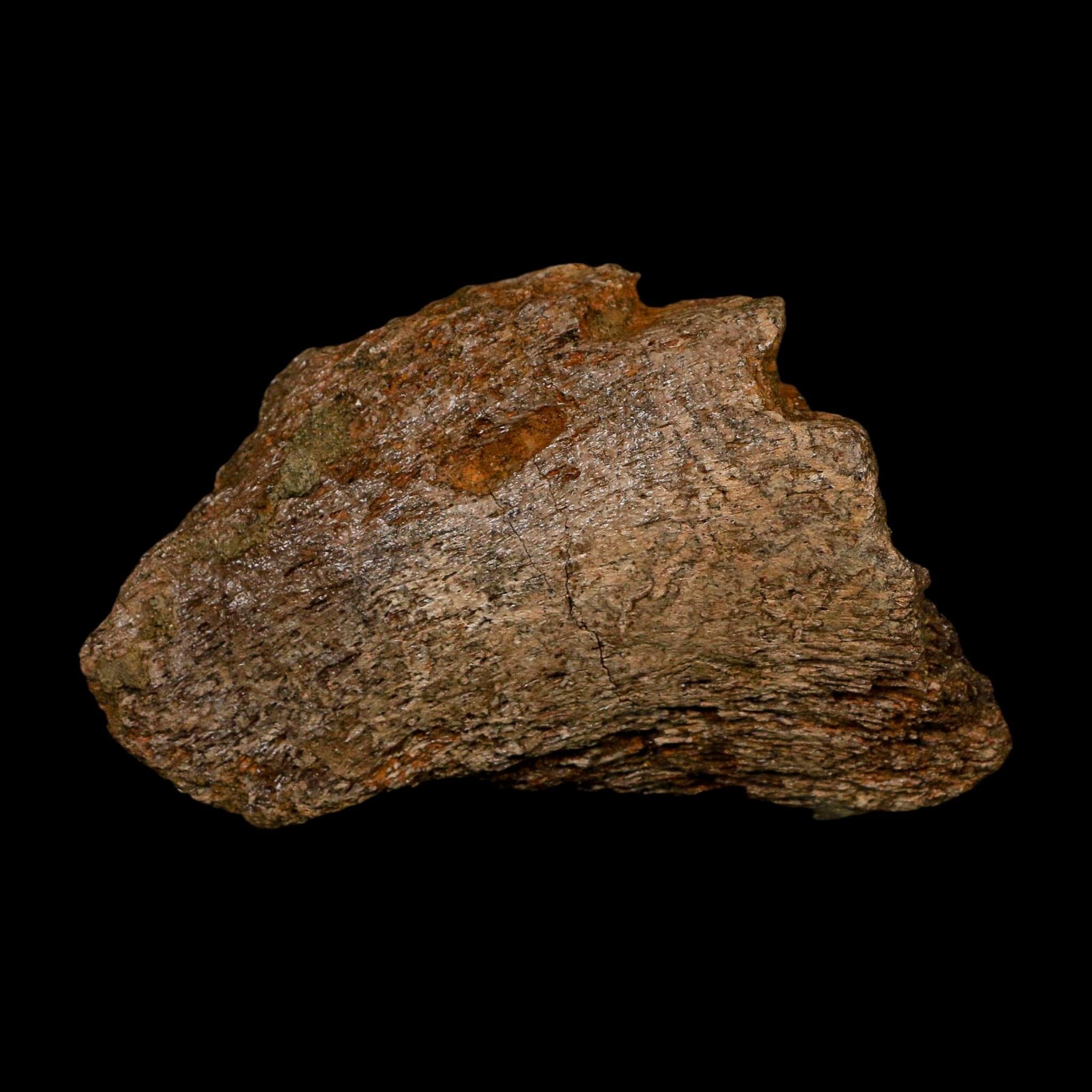 3.5" Triceratops Fossil Skull Bone Lance Creek FM Cretaceous Dinosaur WY COA