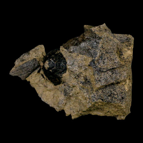 2.5" Carpolithus SP Seed, Leaf And Stems 66-56 Mil Yrs Old Paleocene Raton FM Colorado - Fossil Age Minerals