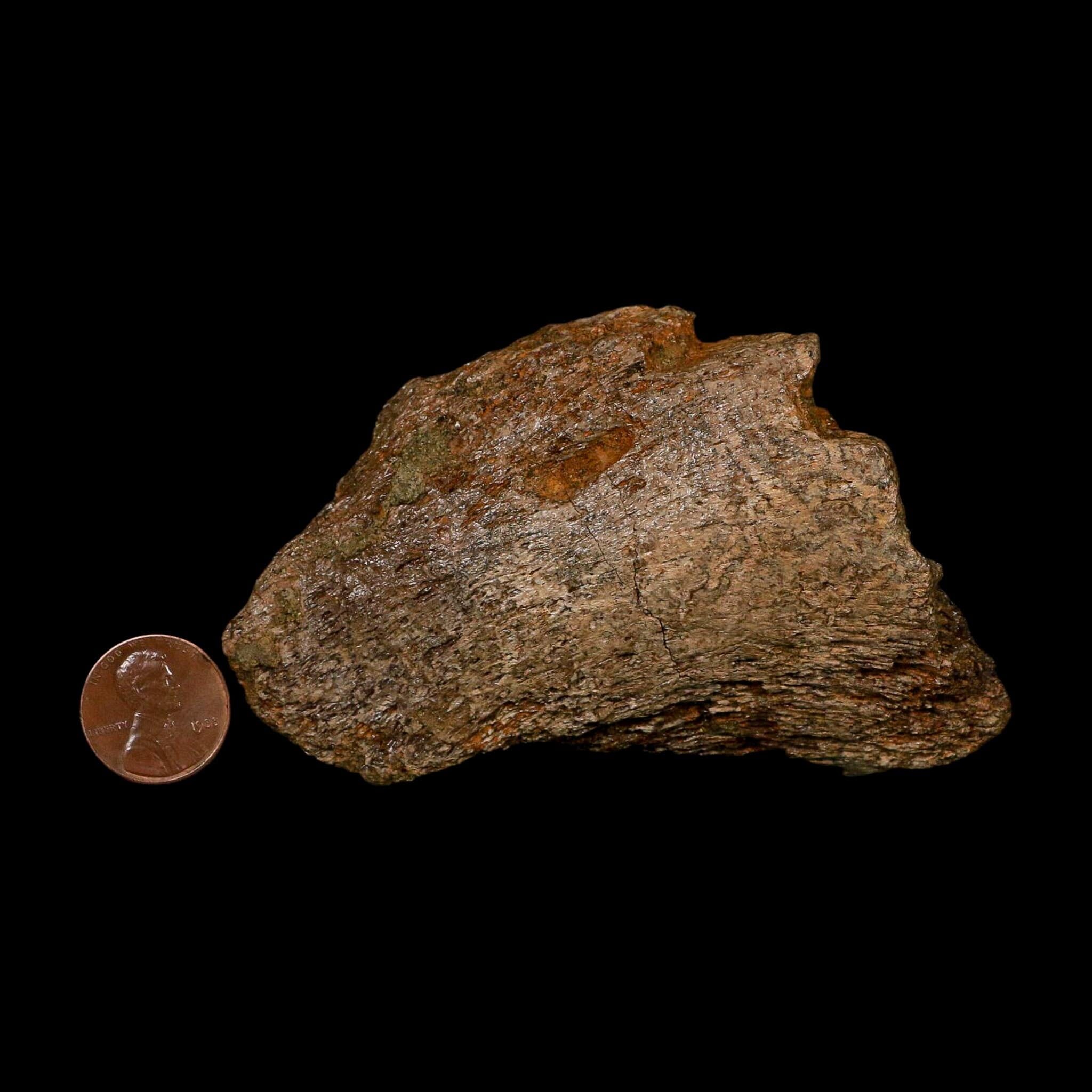 3.5" Triceratops Fossil Skull Bone Lance Creek FM Cretaceous Dinosaur WY COA
