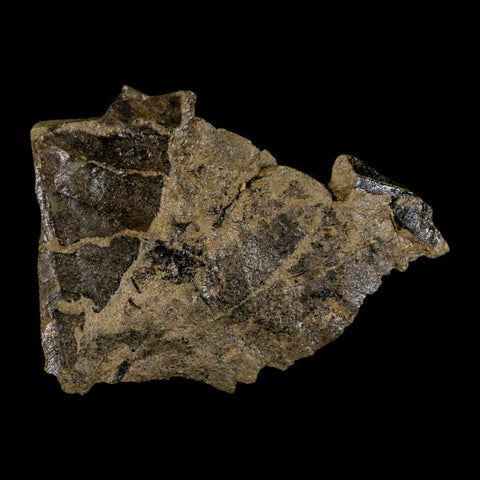 2.5" Carpolithus SP Seed, Leaf And Stems 66-56 Mil Yrs Old Paleocene Raton FM Colorado - Fossil Age Minerals