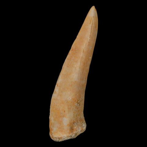 XL 2.2" Saber Toothed Herring Fossil Fang Enchodus Libycus Cretaceous COA Stand - Fossil Age Minerals