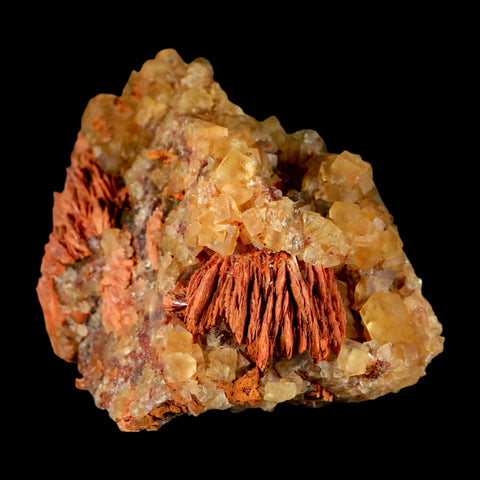 4.2" Yellow Fluorite on Orange Barite Blade Crystals Minerals Taouirirt Morocco - Fossil Age Minerals
