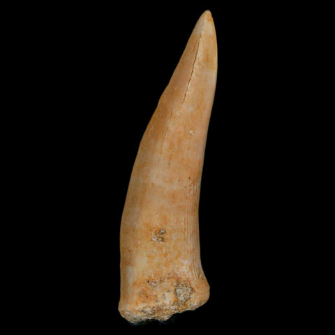 XL 2.2" Saber Toothed Herring Fossil Fang Enchodus Libycus Cretaceous COA Stand - Fossil Age Minerals