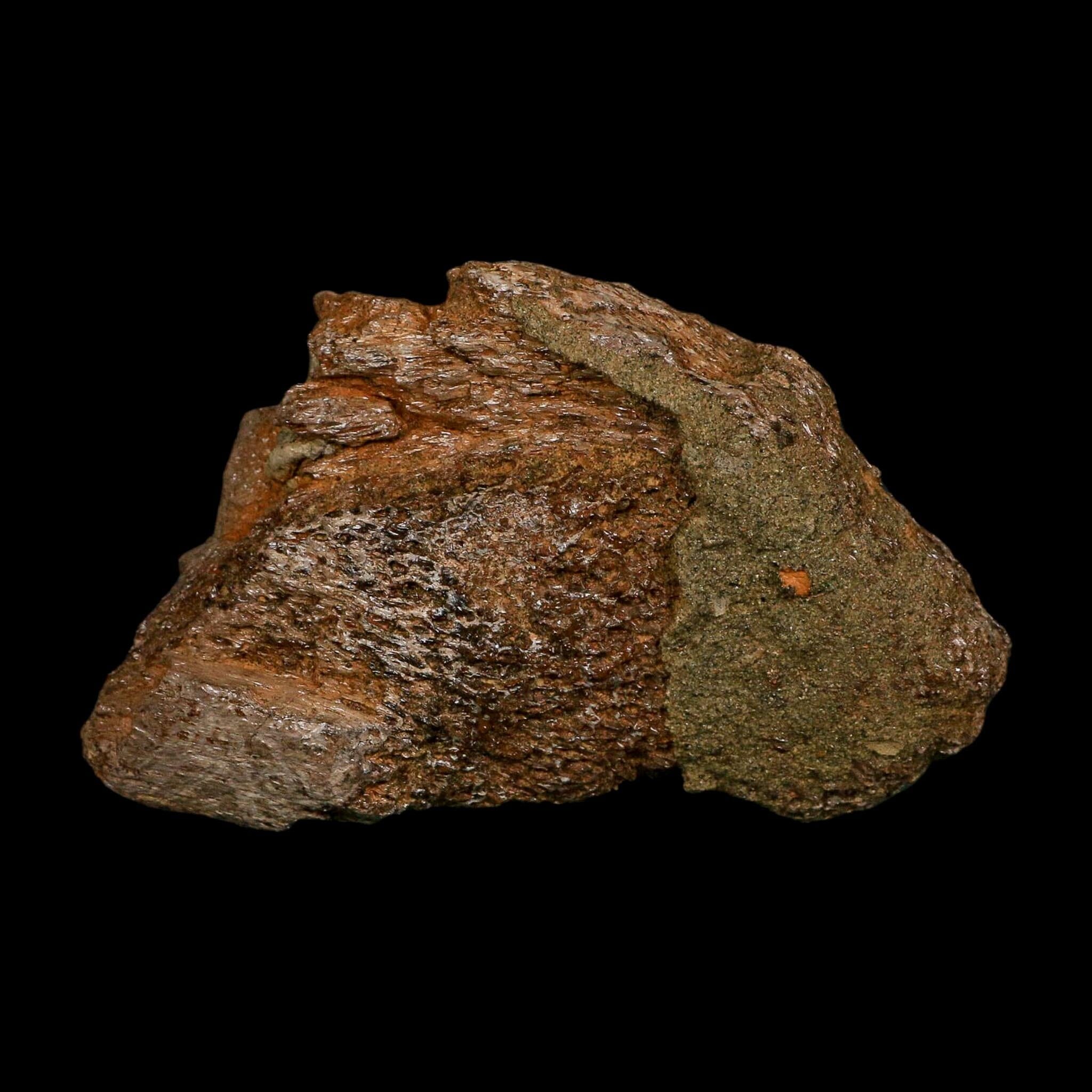 3.5" Triceratops Fossil Skull Bone Lance Creek FM Cretaceous Dinosaur WY COA