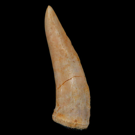 XL 2.2" Saber Toothed Herring Fossil Fang Enchodus Libycus Cretaceous COA Stand