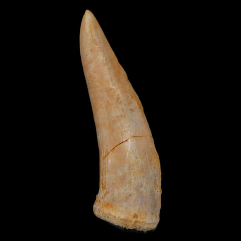 XL 2.2" Saber Toothed Herring Fossil Fang Enchodus Libycus Cretaceous COA Stand - Fossil Age Minerals