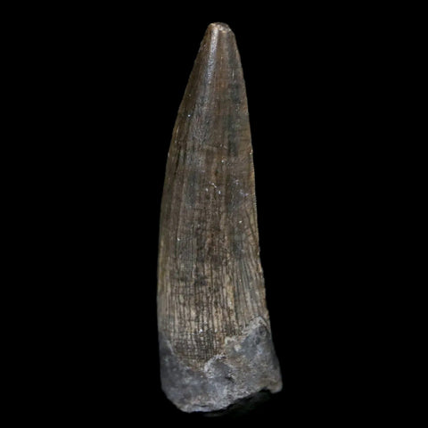 0.9" Suchomimus Fossil Tooth Cretaceous Spinosaurid Dinosaur Elraz FM Niger COA - Fossil Age Minerals